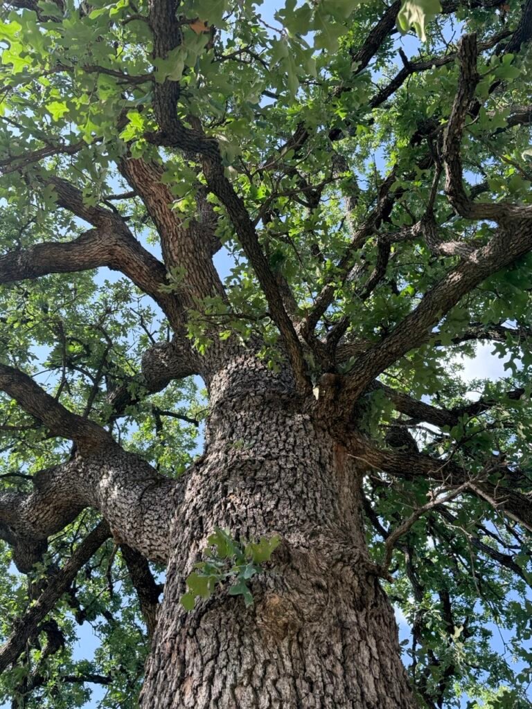 Historic oak trees